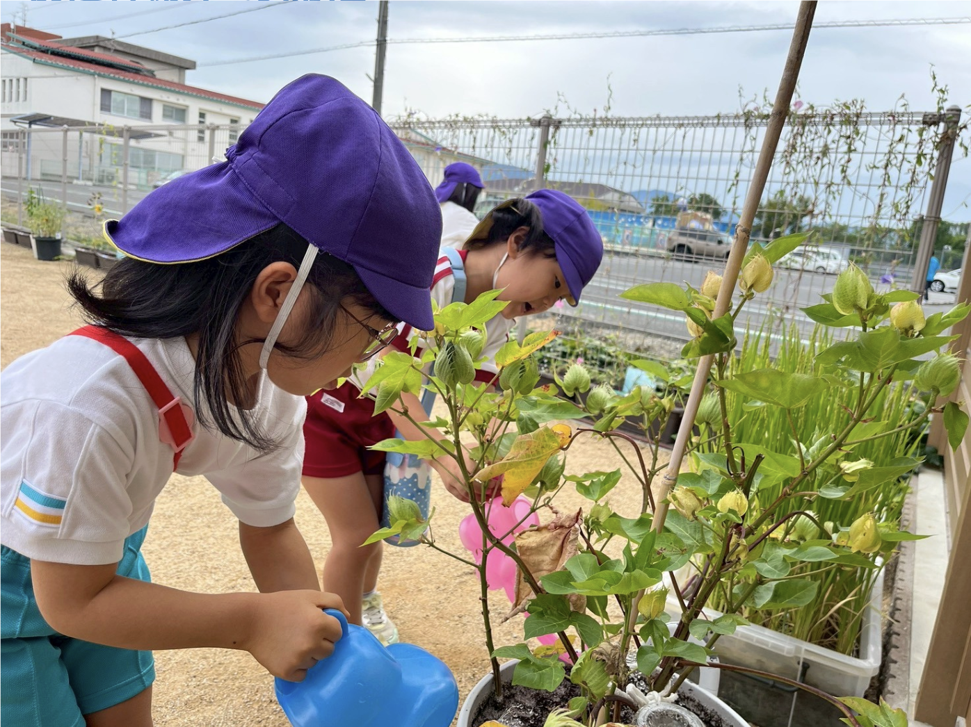 コットン収穫体験