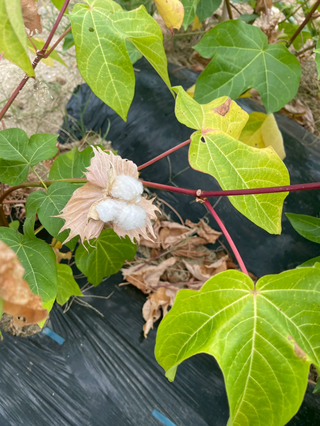 コットン栽培の様子